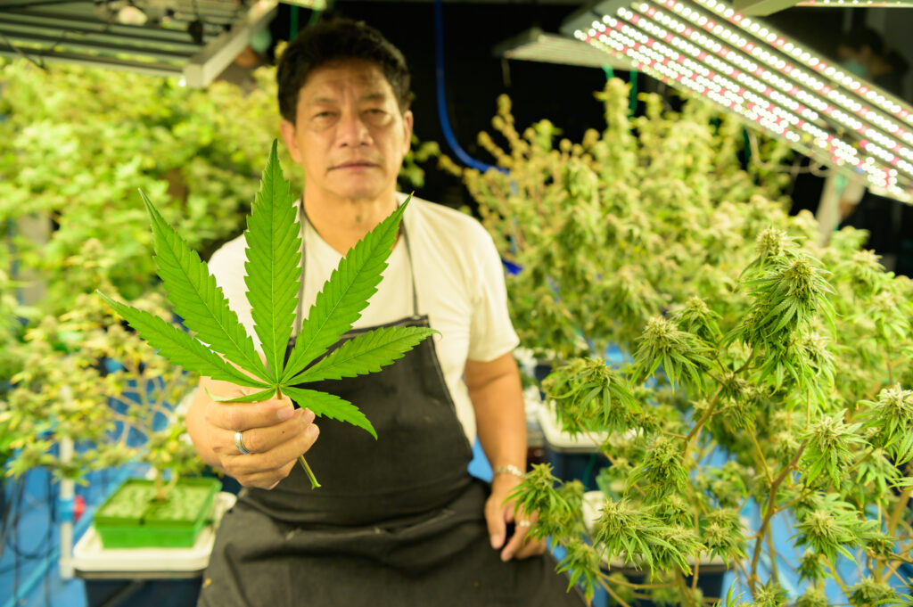 Part 1: How Is Cannabis Changing Thai Culture?